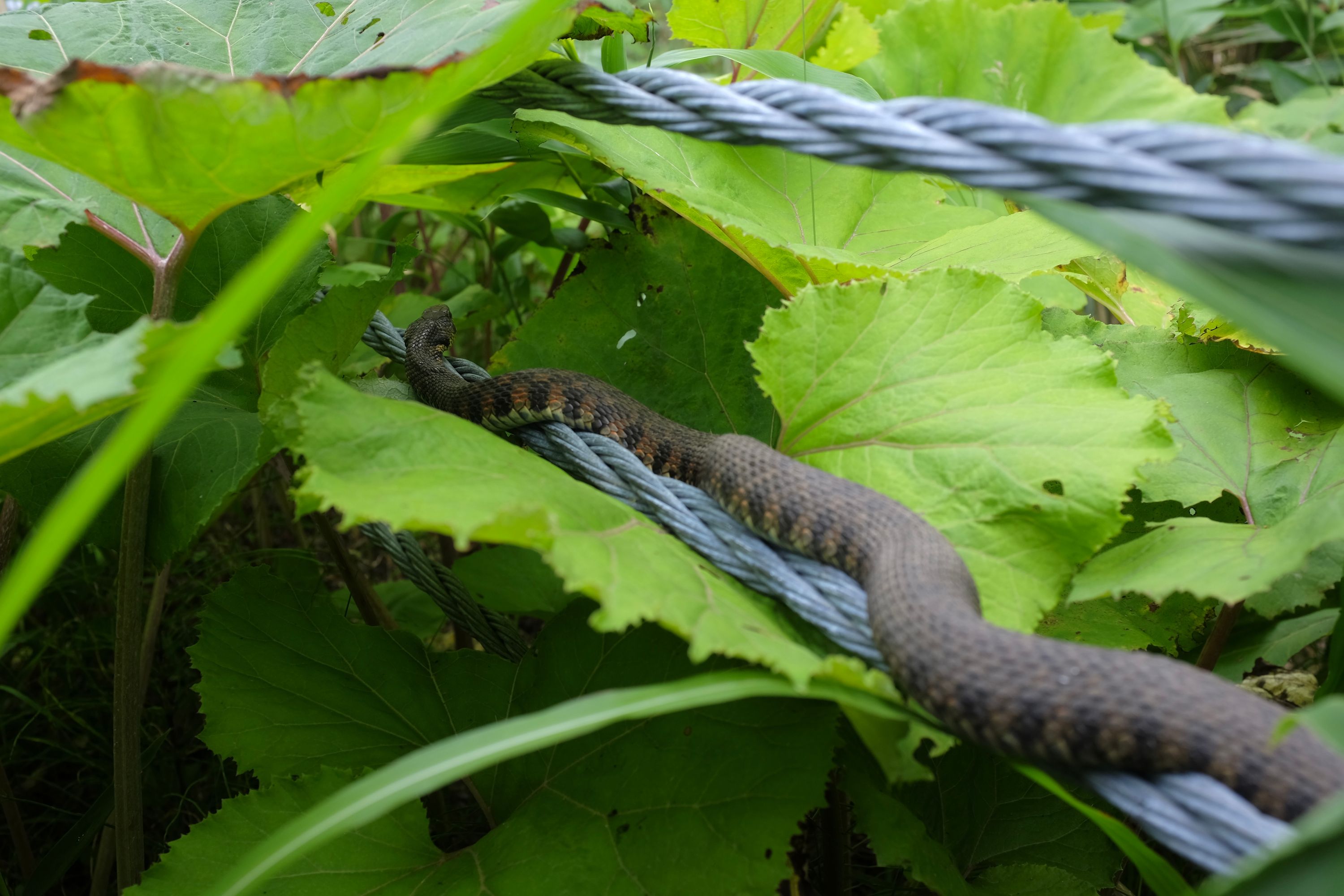 A colorful striped snake, a tiger keelback, rests on the cables of a guardrail under large leaves.
