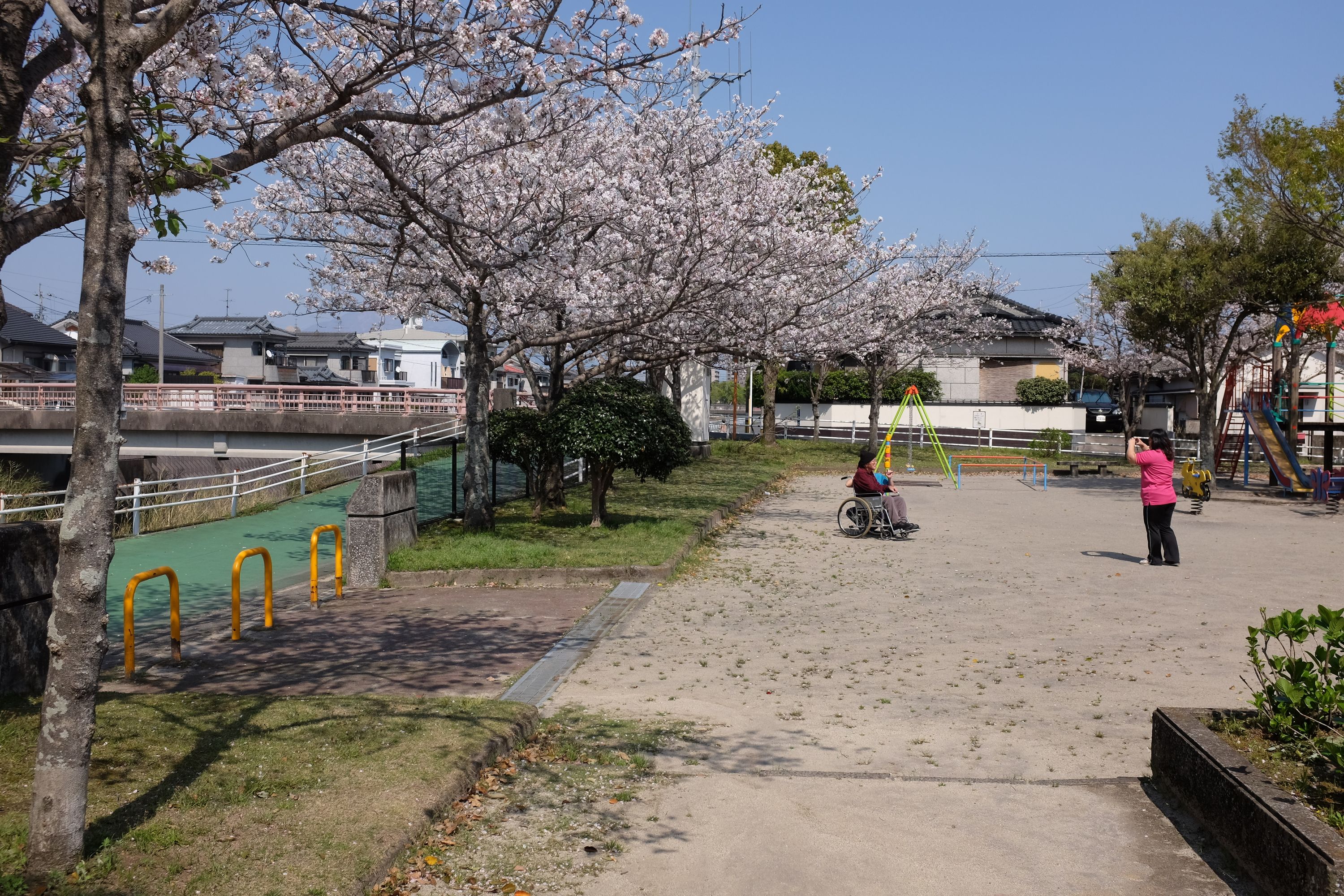 An old man sits in a wheelchair in a park under cherry blossoms.
