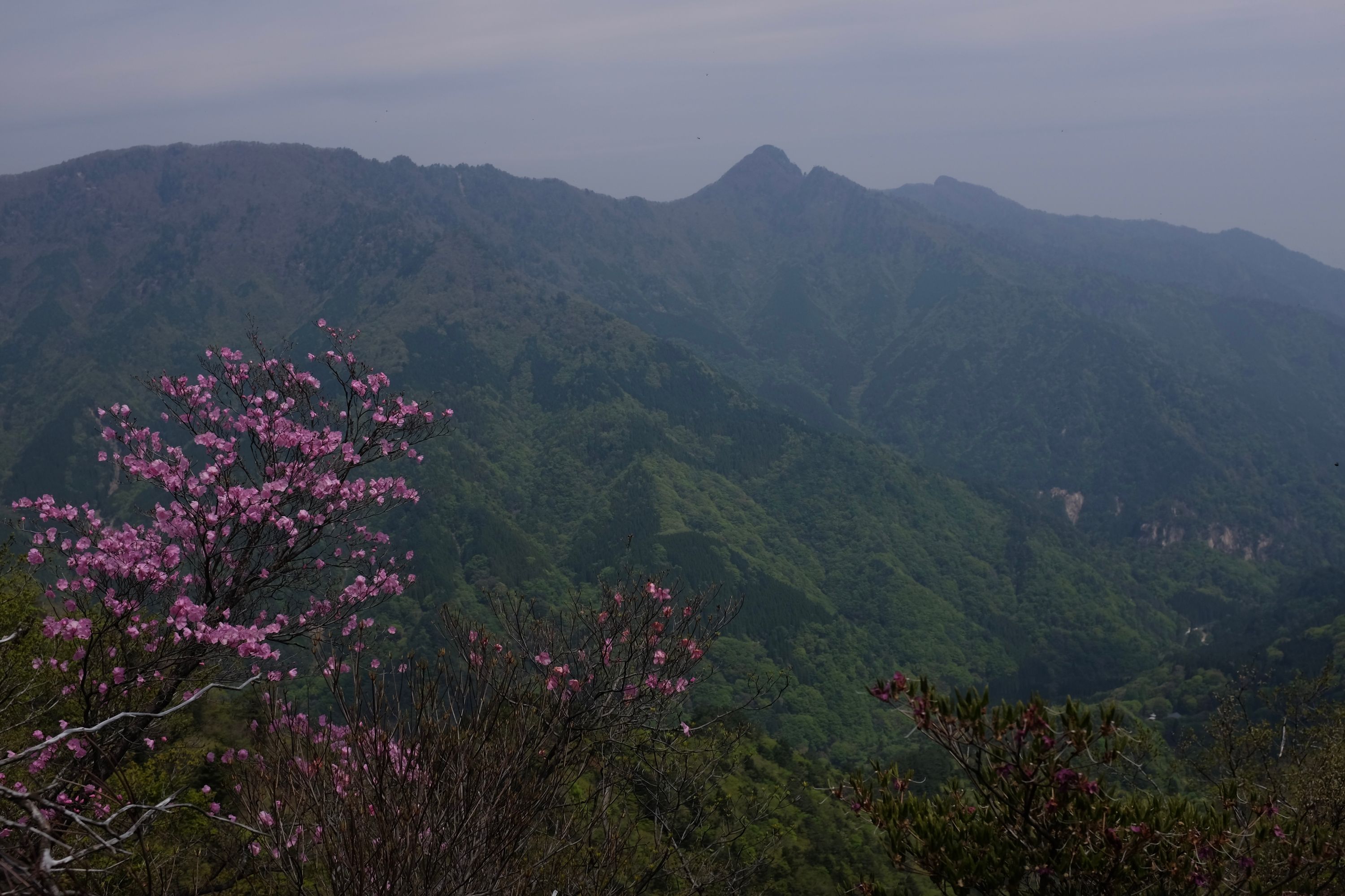 A pink flowering tree called an akebono azalea in front of a very large, steep, green valley.