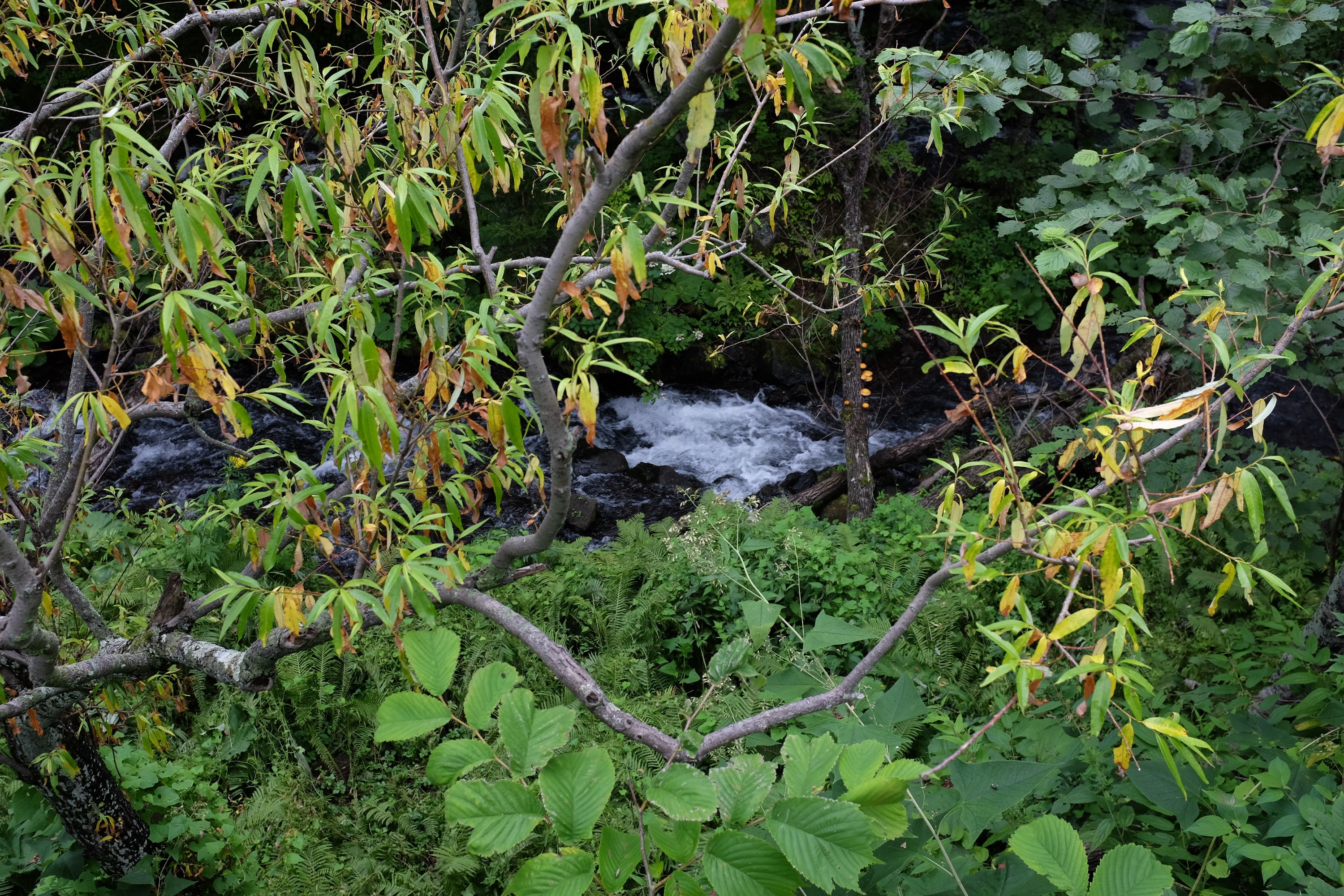 Another stream visible through the trees.