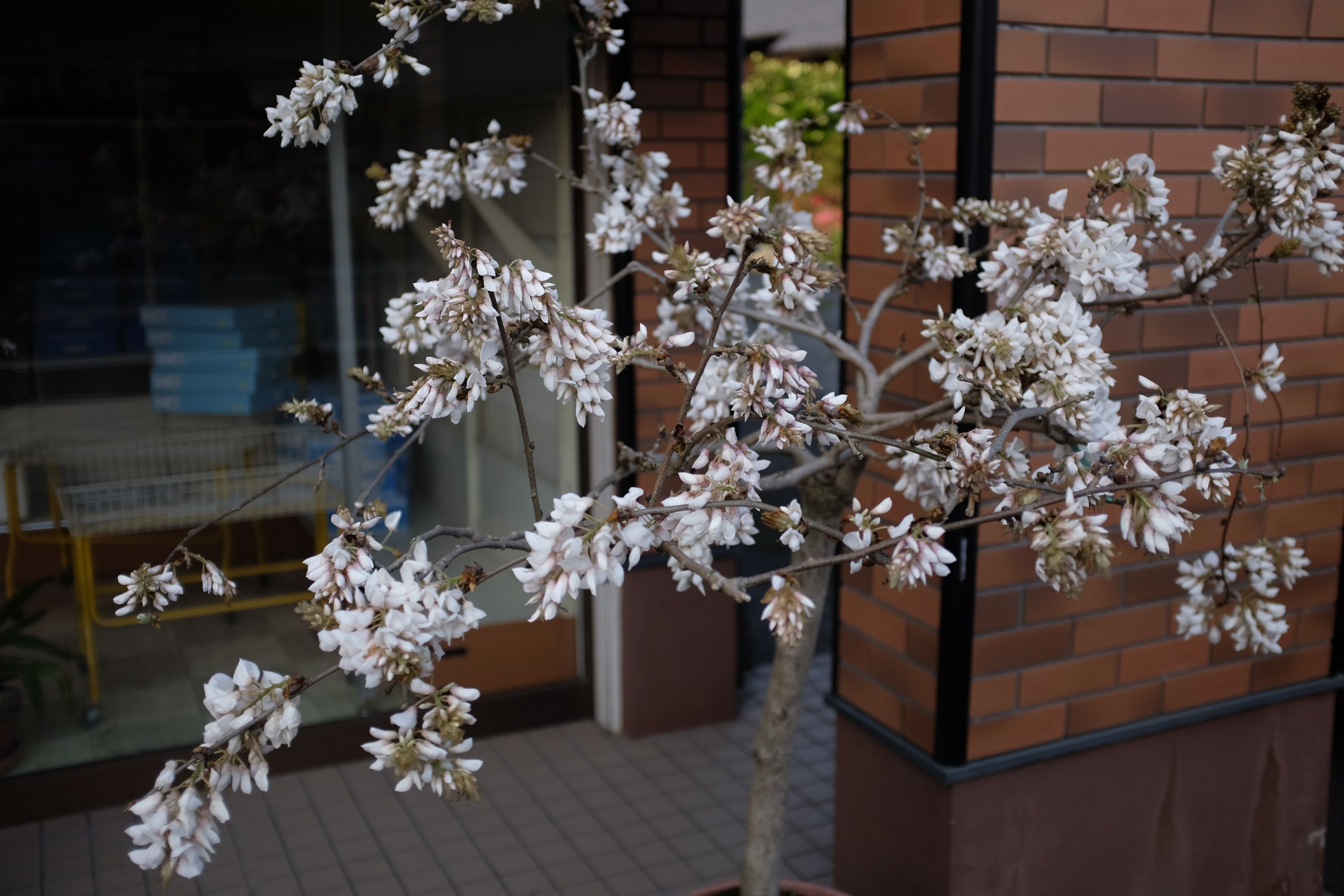A small tree in white bloom at the entrance of a house.