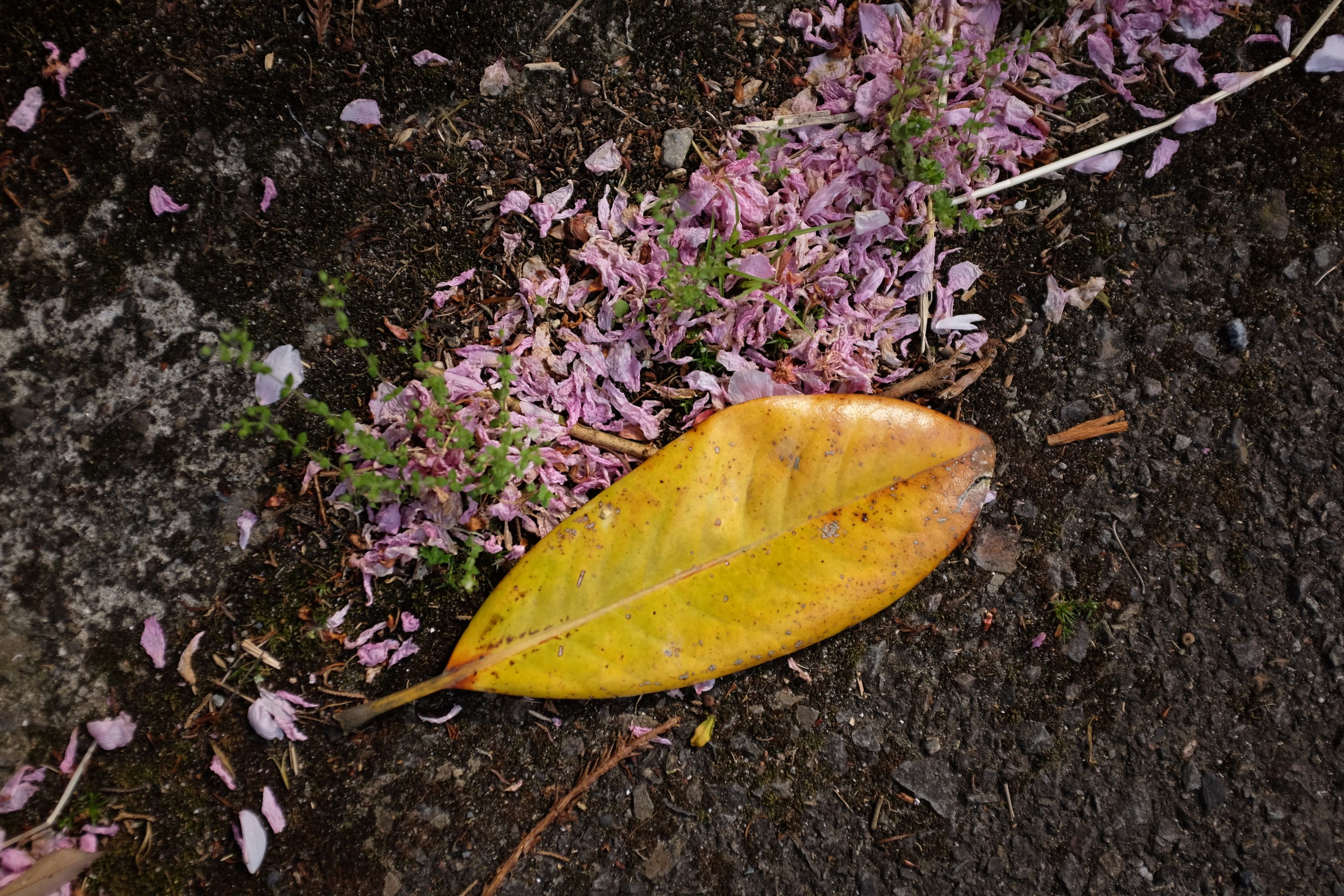 A very yellow leaf and pink petals on the ground.