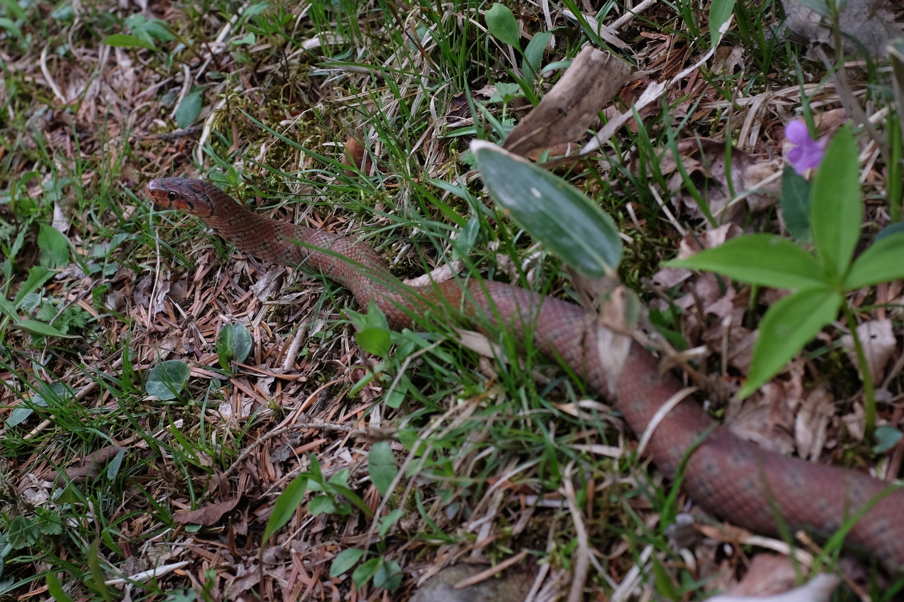 A snake, alert and looking into the camera, slithers across an undergrowth of bamboo grass and purple flowers.