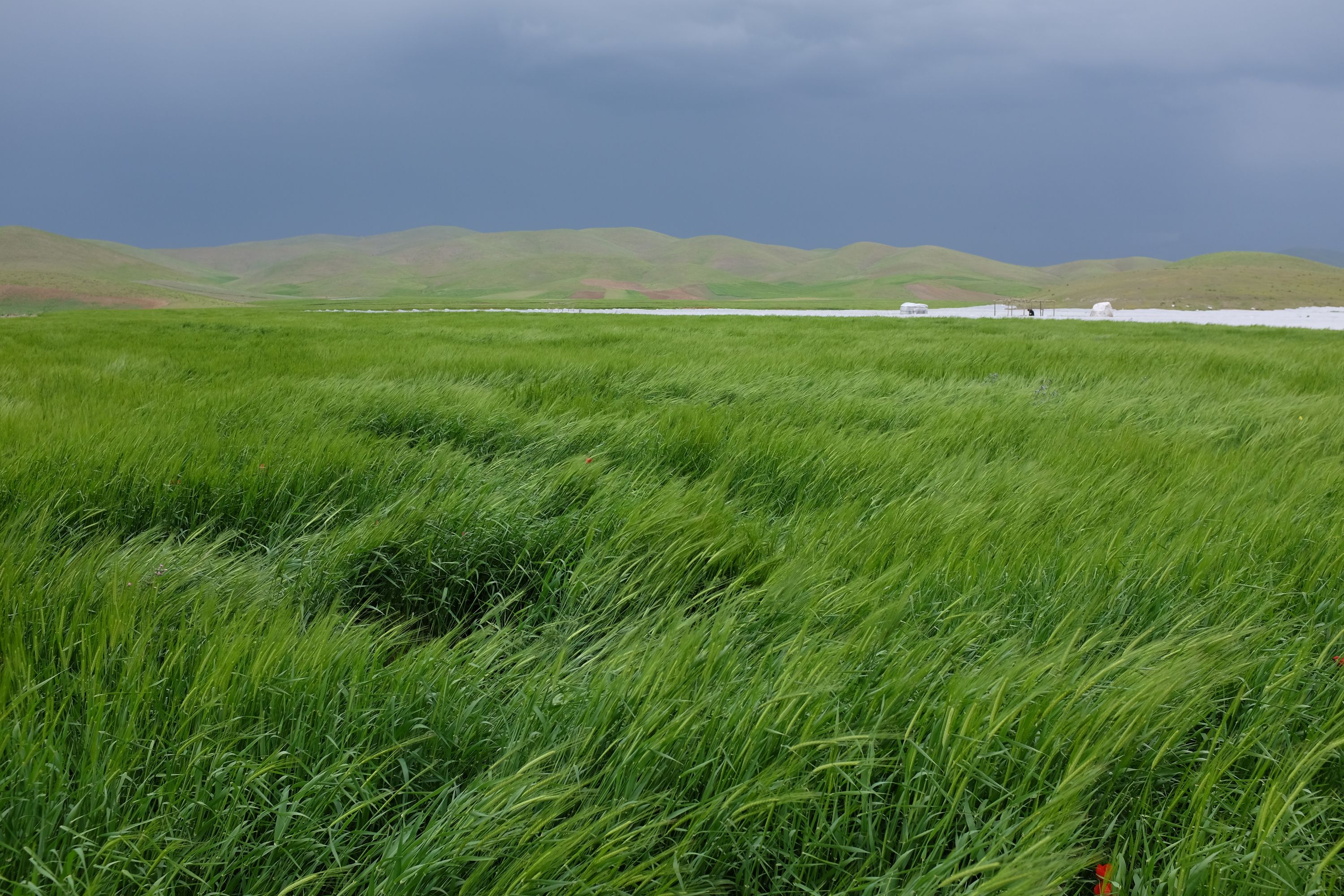 Bright green fields in what looks like strong winds under a dark grey sky.
