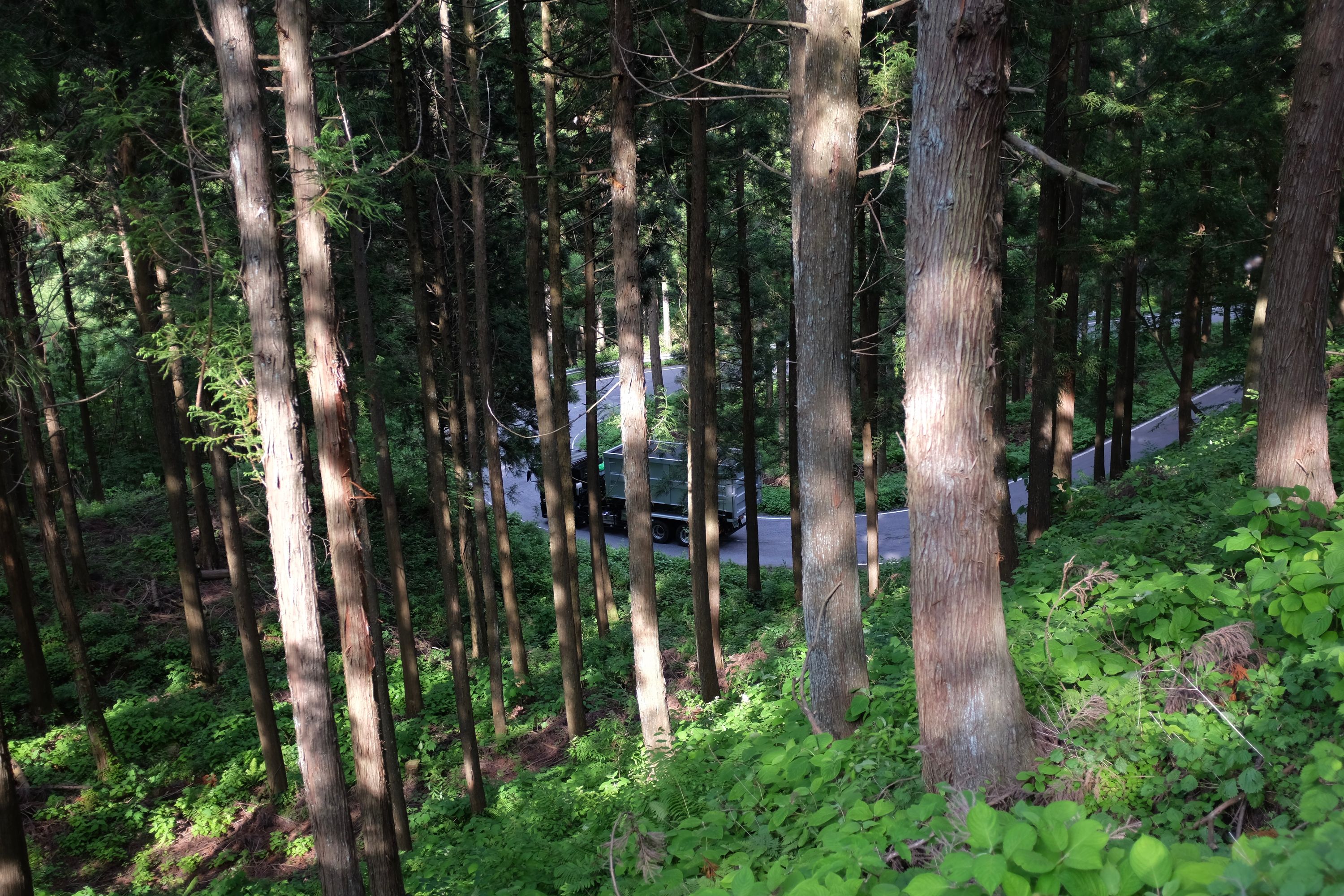 A truck drives on a mountain road in a thick forest.