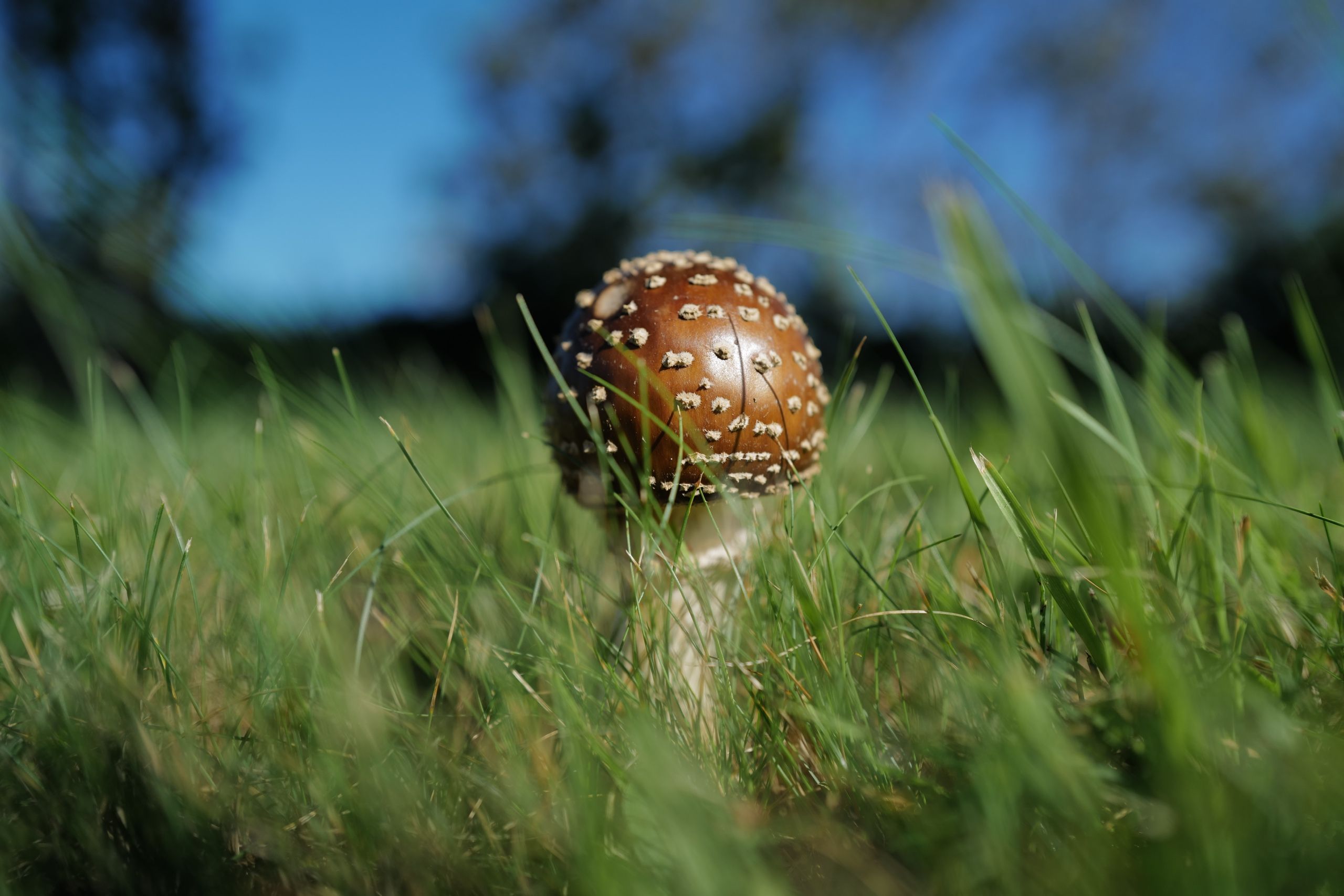 A spotted brown mushroom grows in the grass