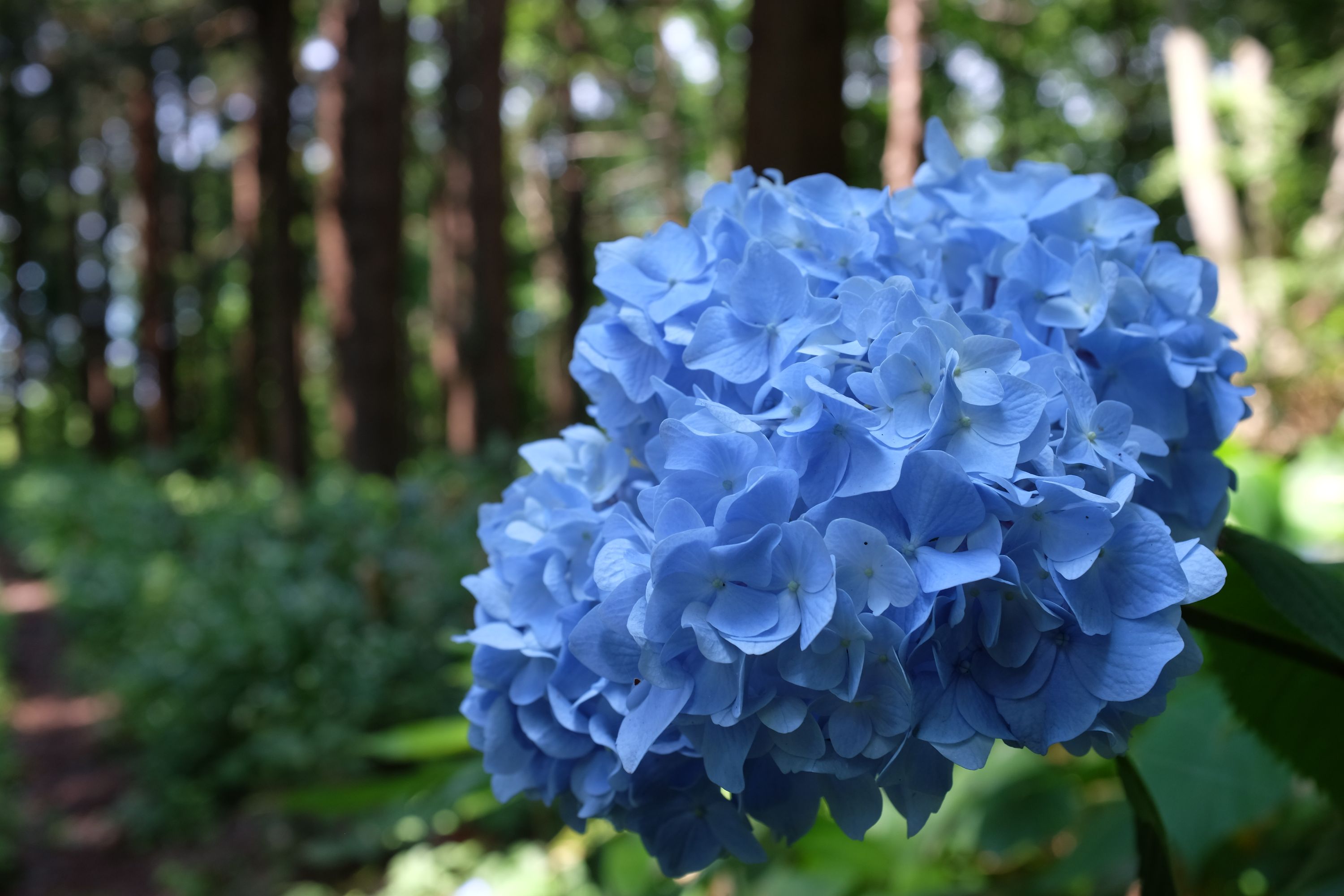 A bright blue head of hydrangea in a forest.