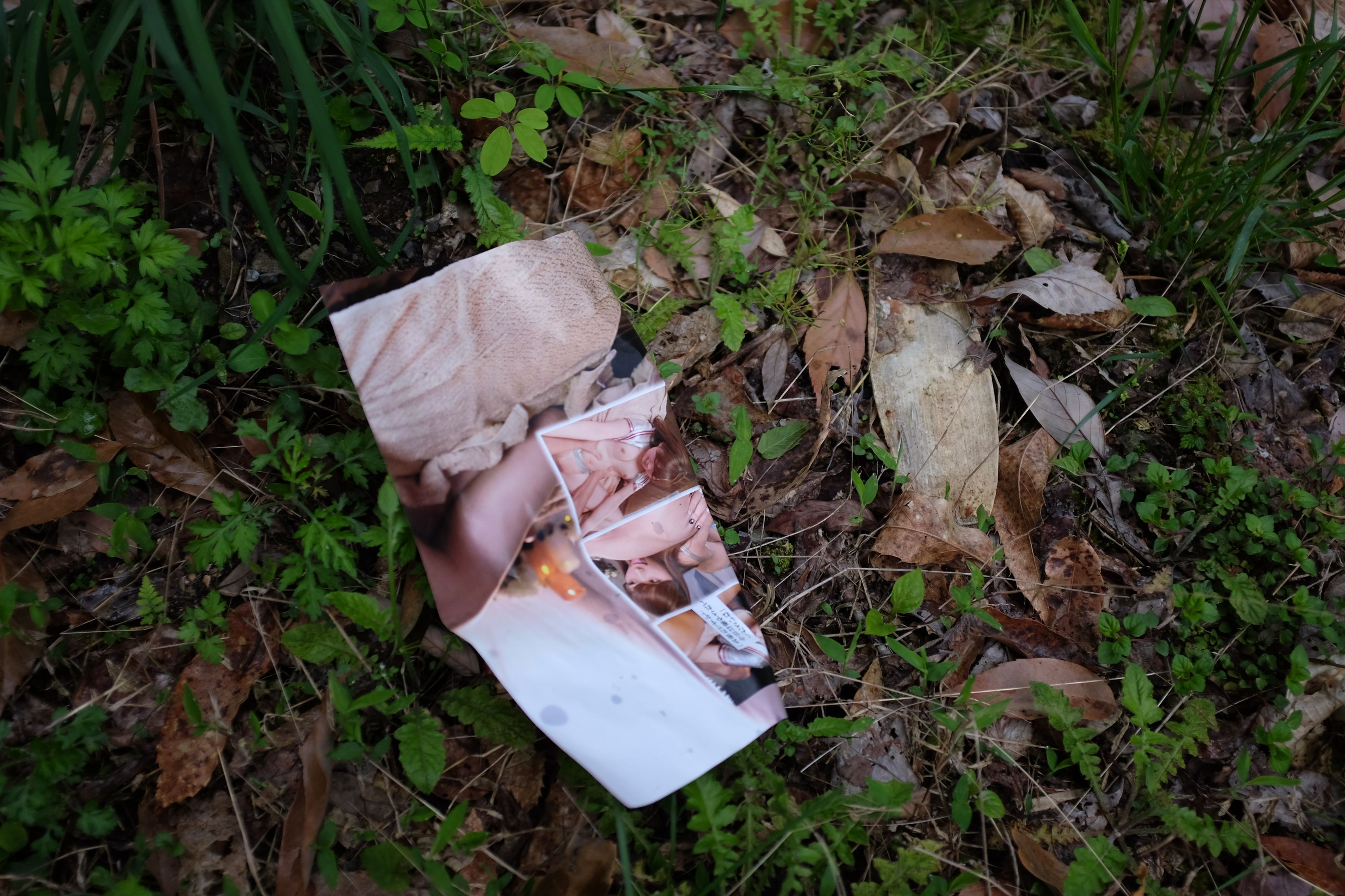 An abandoned porn magazine in the bushes.
