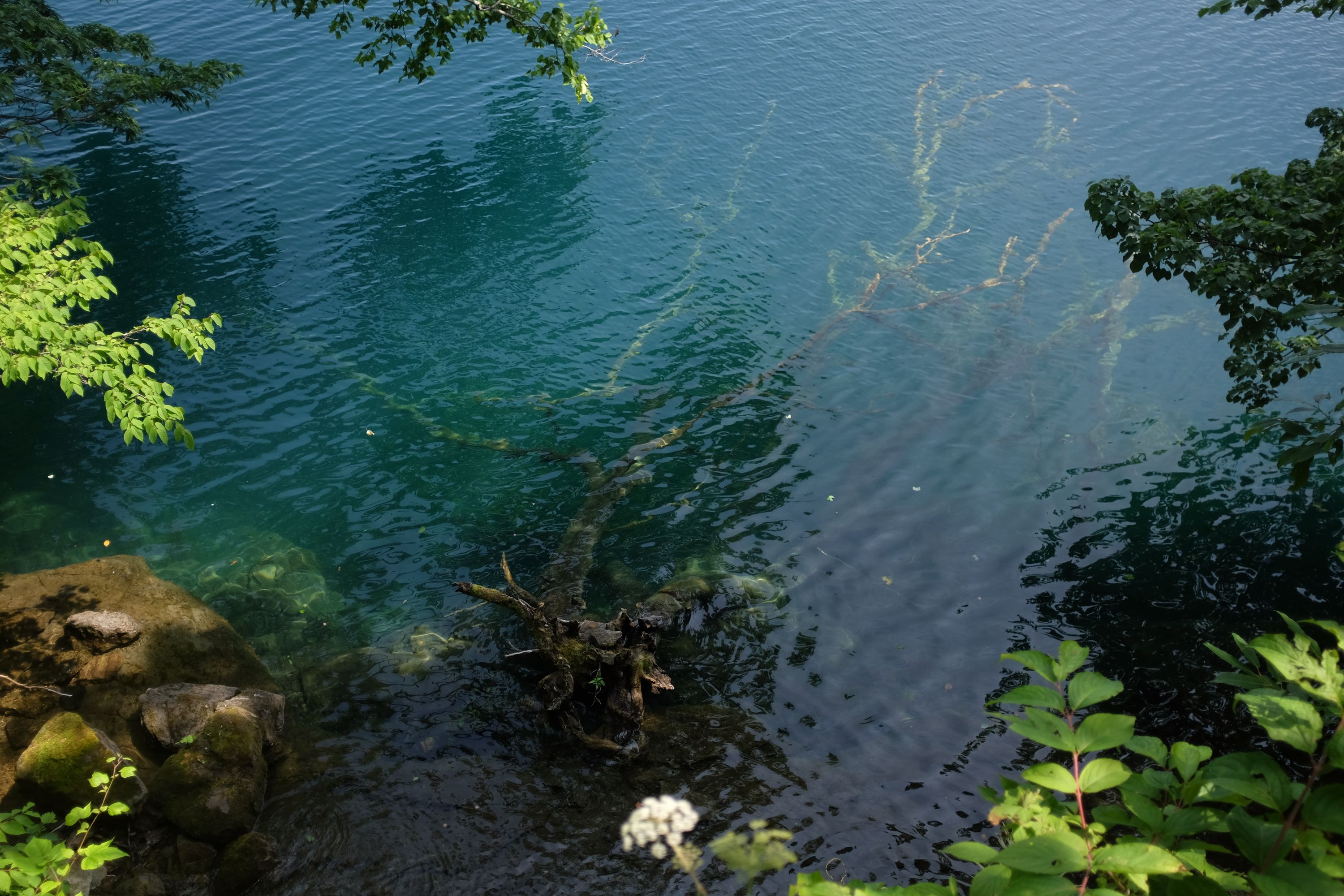 A tree half-submerged in the very clear blue waters of the lake.