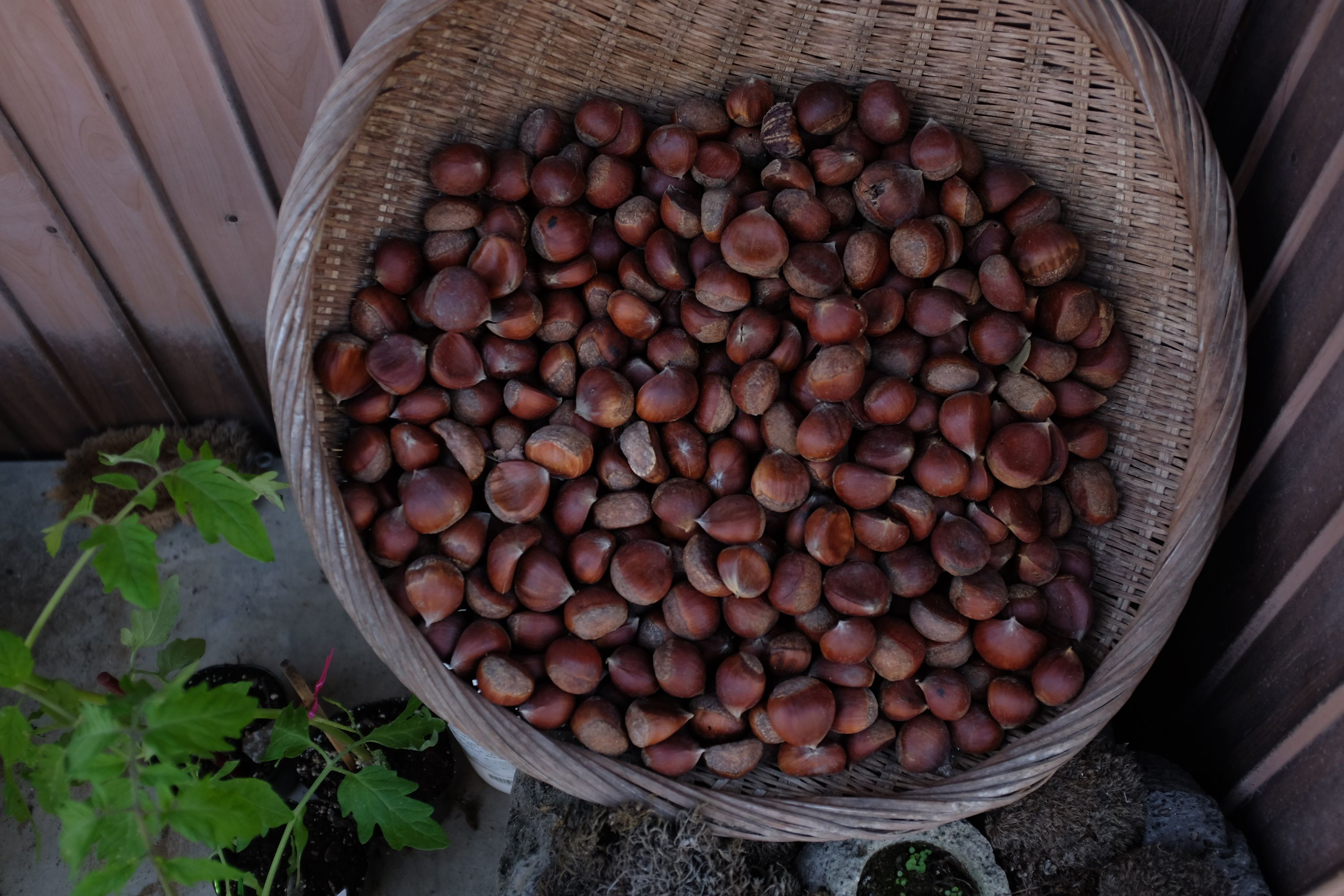 Chestnuts in Gokase, Miyazaki. Photo: Peter Orosz