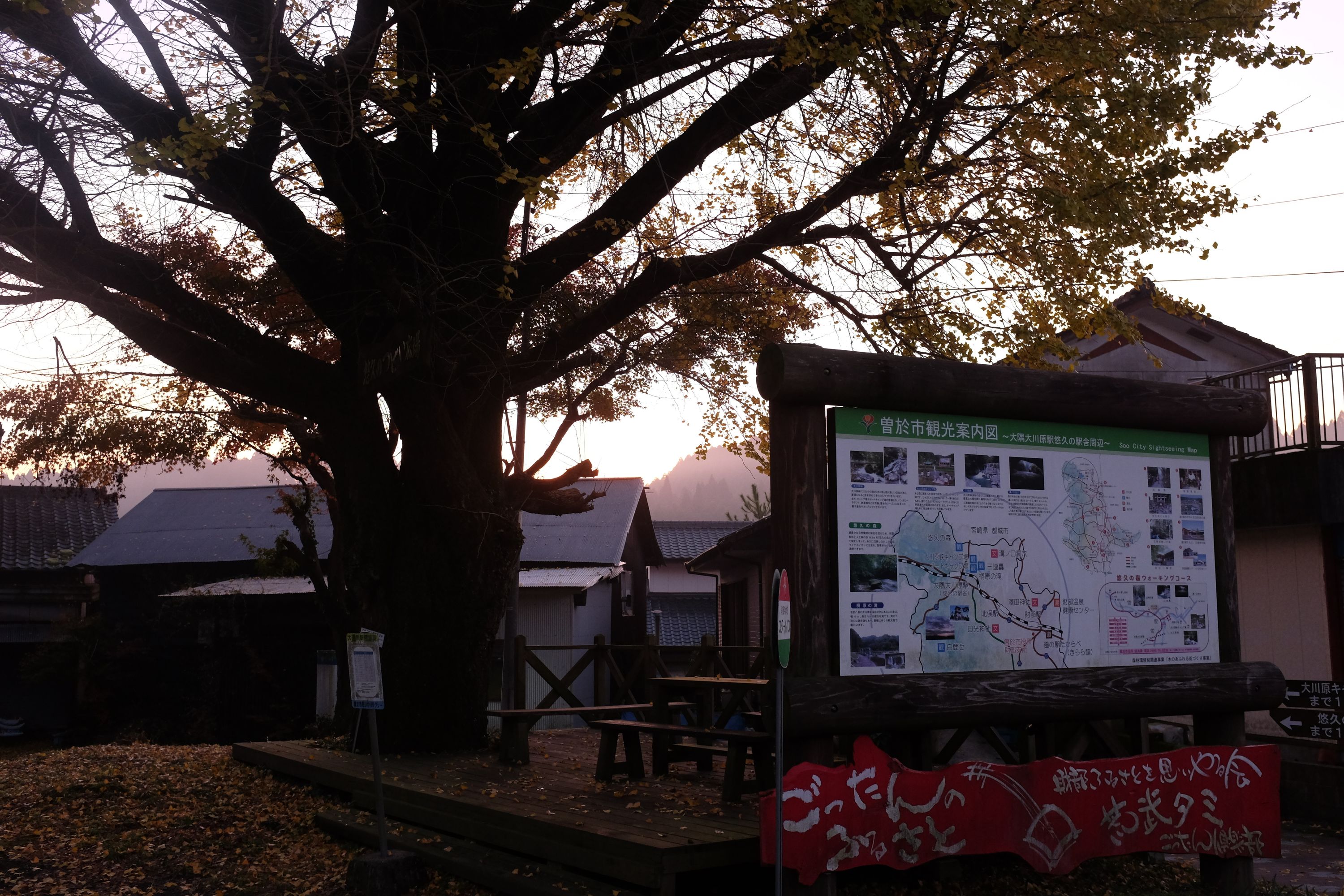 Large ginkgo tree at Ōsumi-Ōkawara Station in December 2015, in Takarabe, Soo, Kagoshima. Photo: Peter Orosz