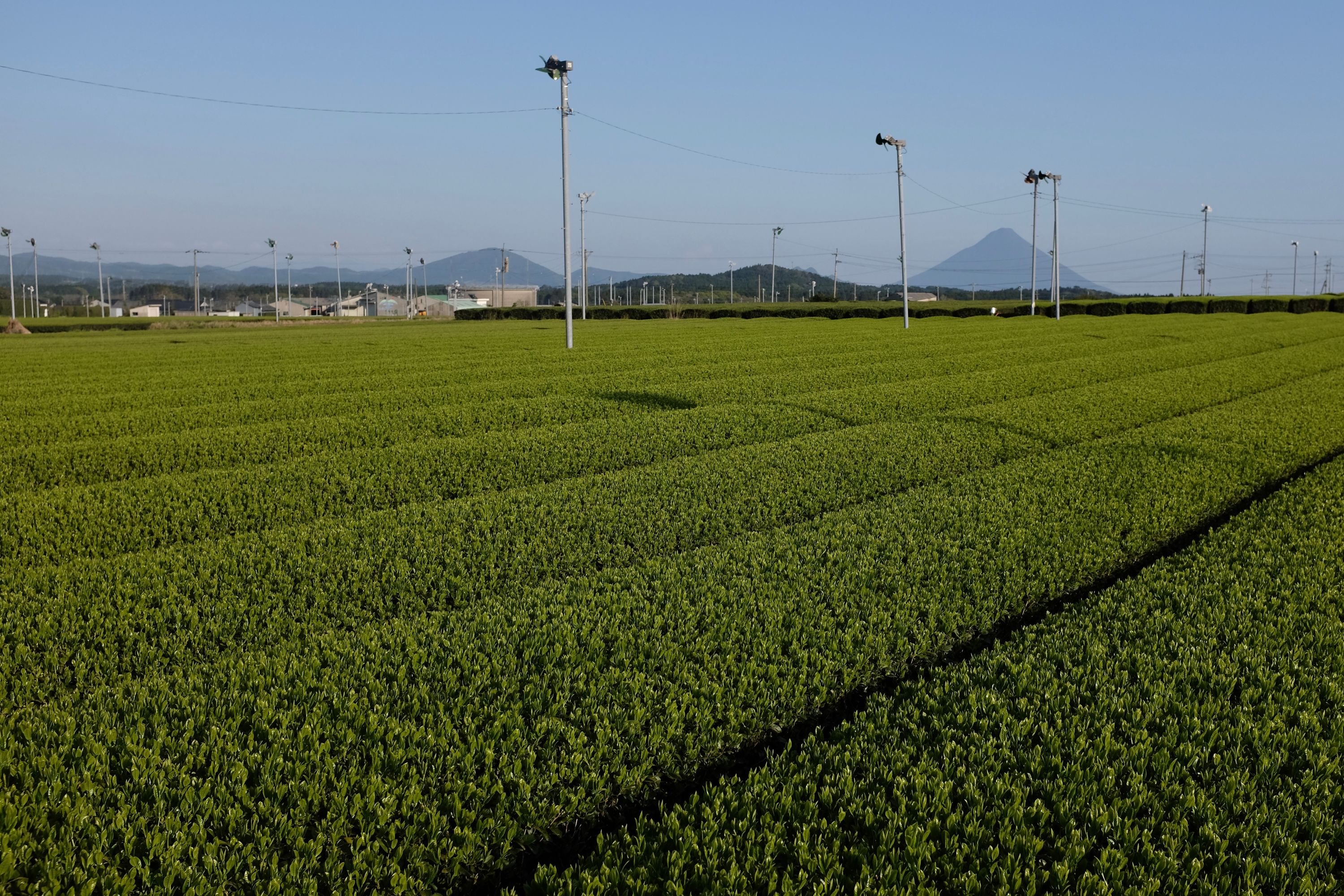 Manicured rows of tea bushes, with the perfectly symmetrical cone of Mount Kaimon on the horizon.