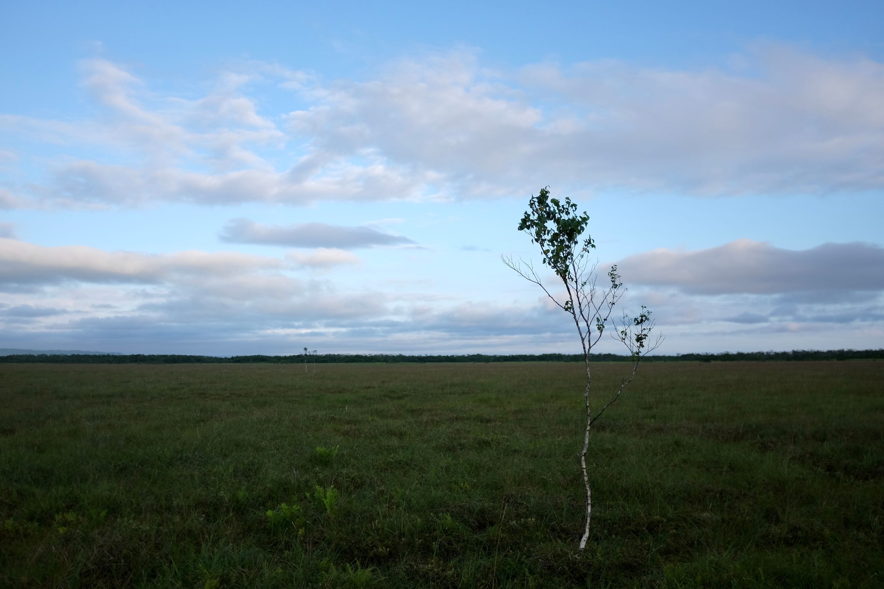 A lone birch grows in the wet meadow.