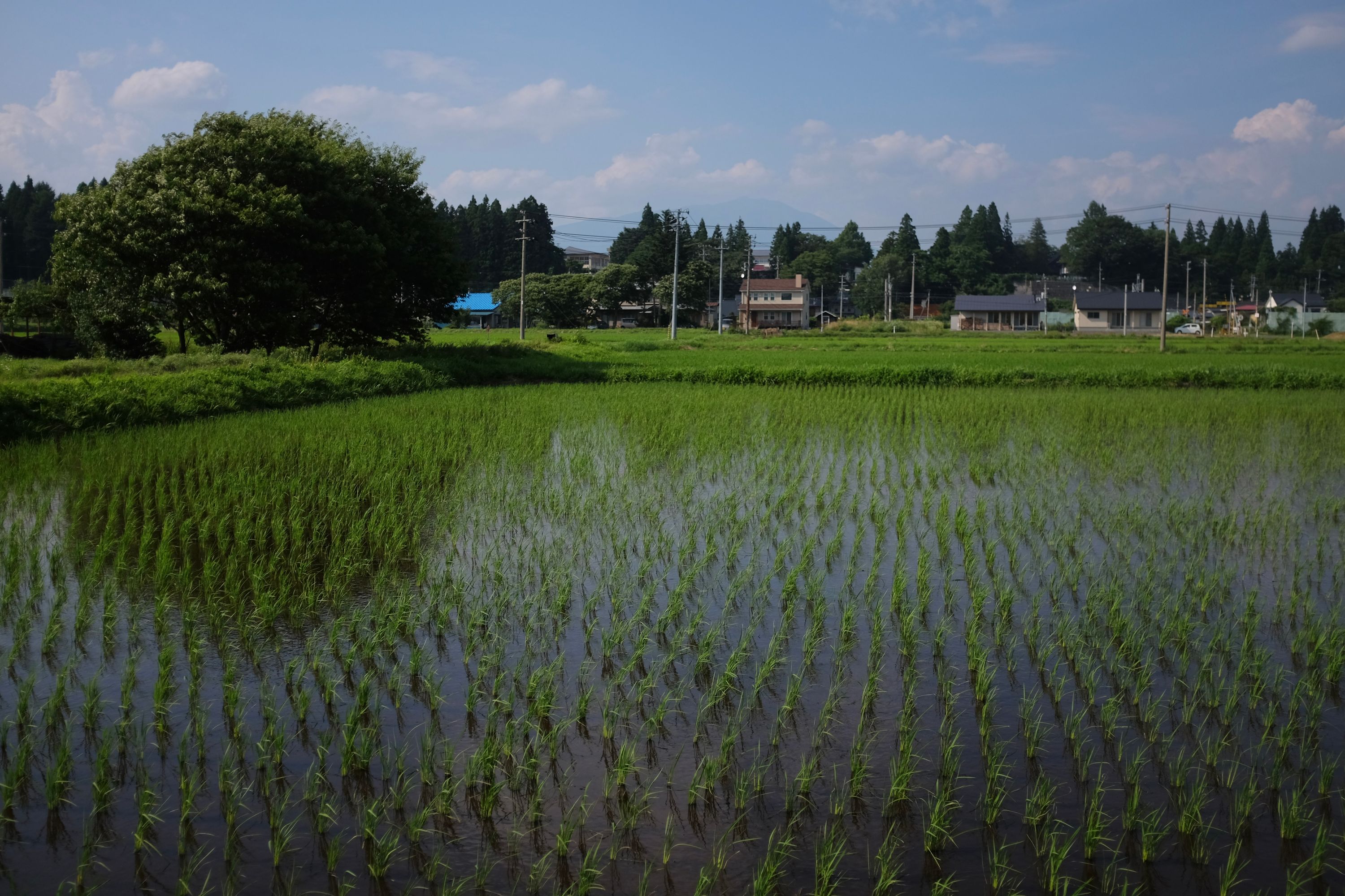 A freshly planted rice field with a large volcano, Mount Iwate, on the horizon.