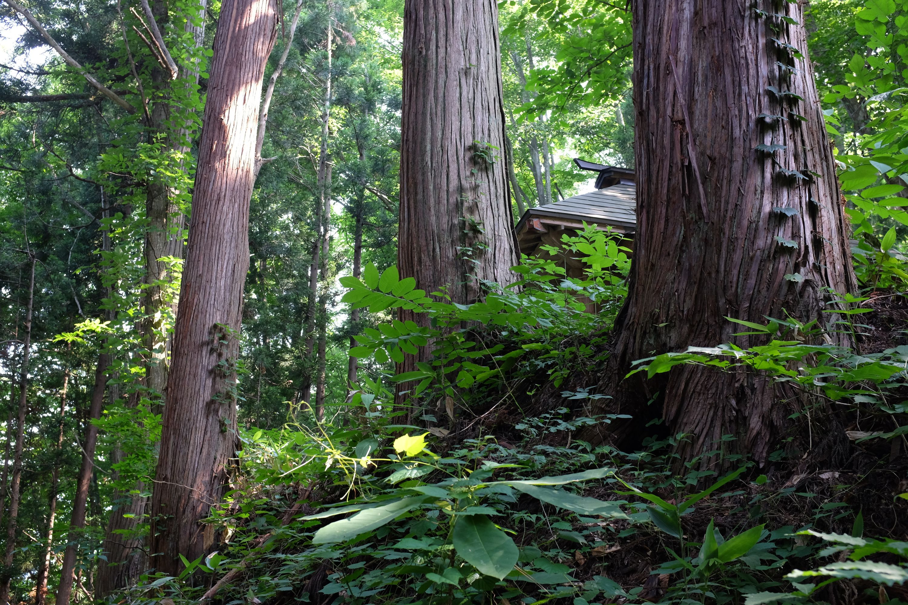 The roof of the shrine peeks out from between cedar trunks high above.