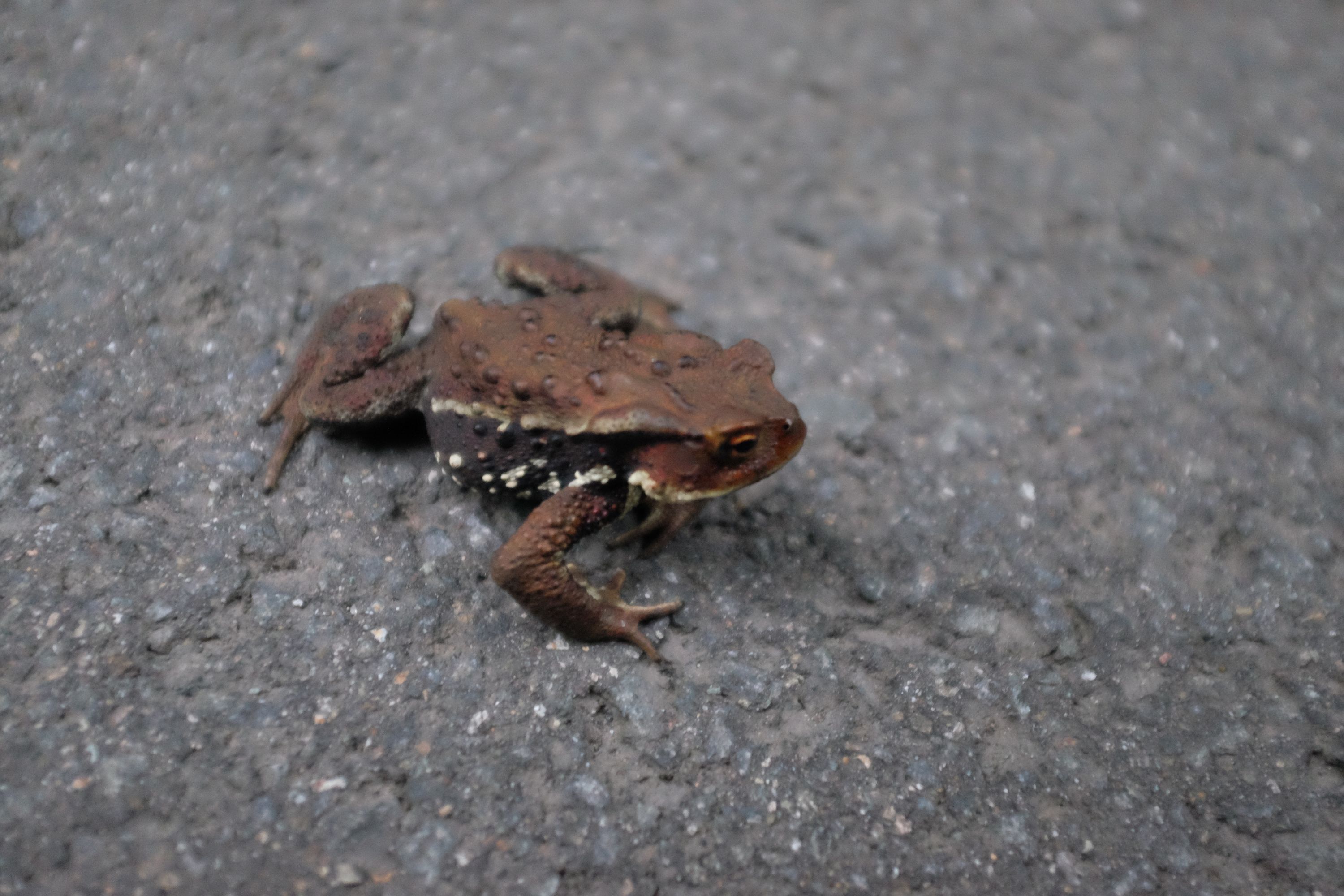 A brown Japanese toad crosses an asphalt road.