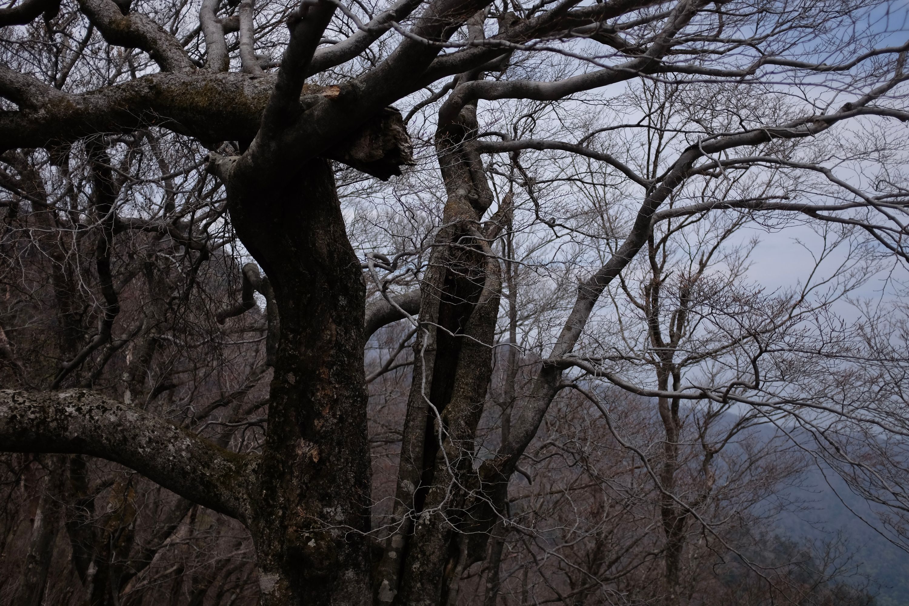Trees on the Miyazaki side of Mount Sobo, Miyazaki. Photo: Peter Orosz