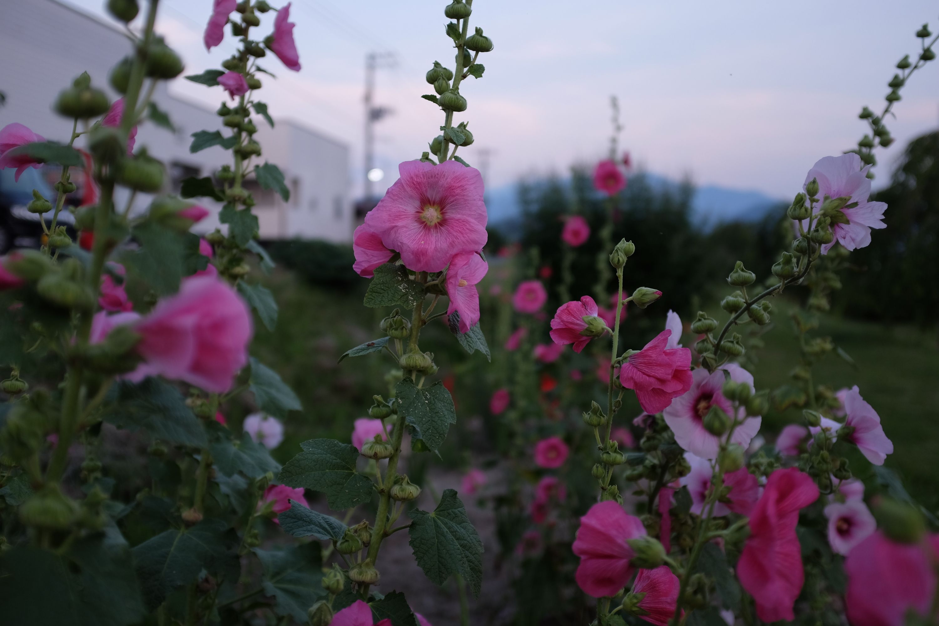 Heads of pink mallow in the evening light.