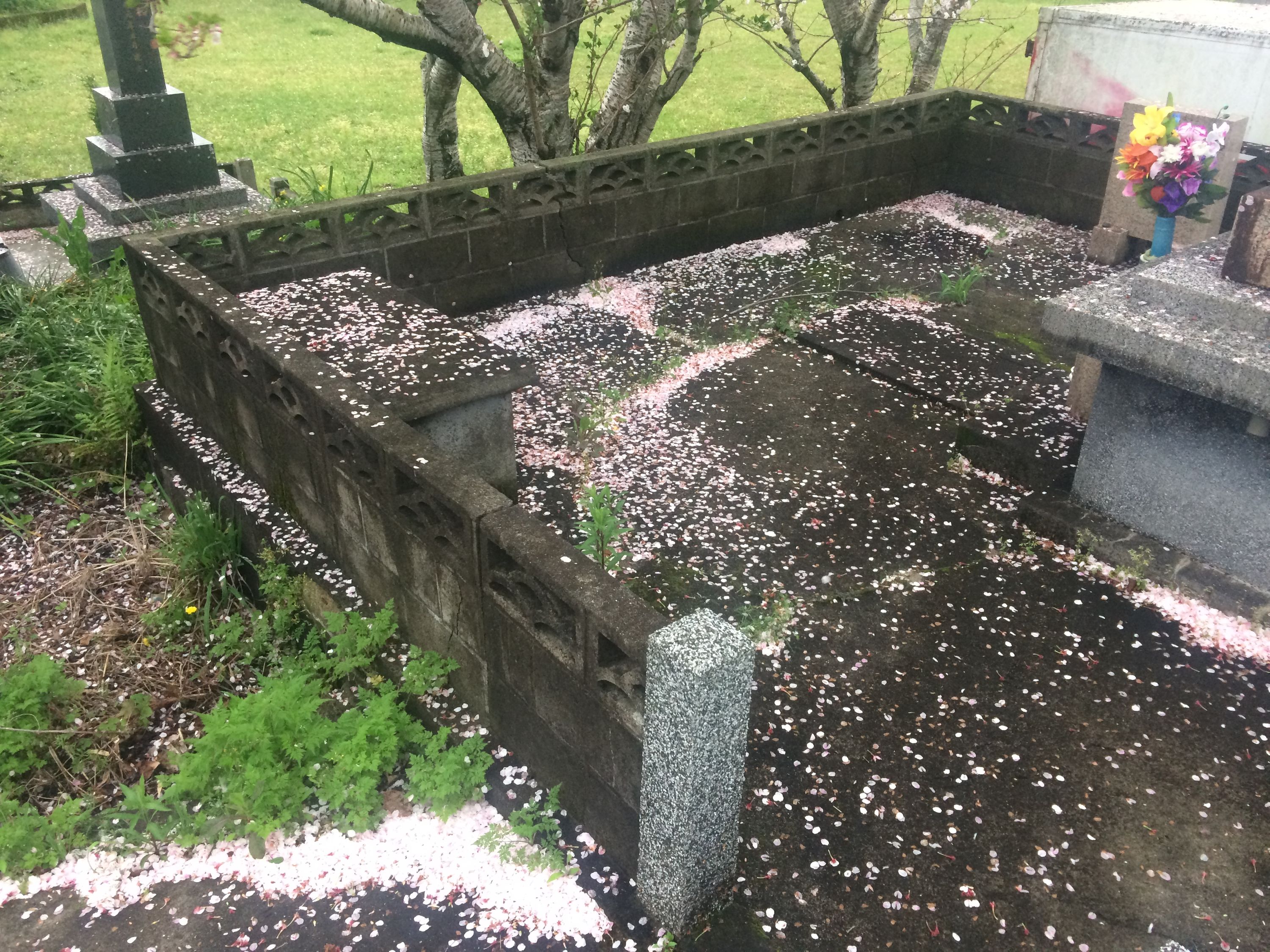 A large graves covered in fallen cherry blossoms.
