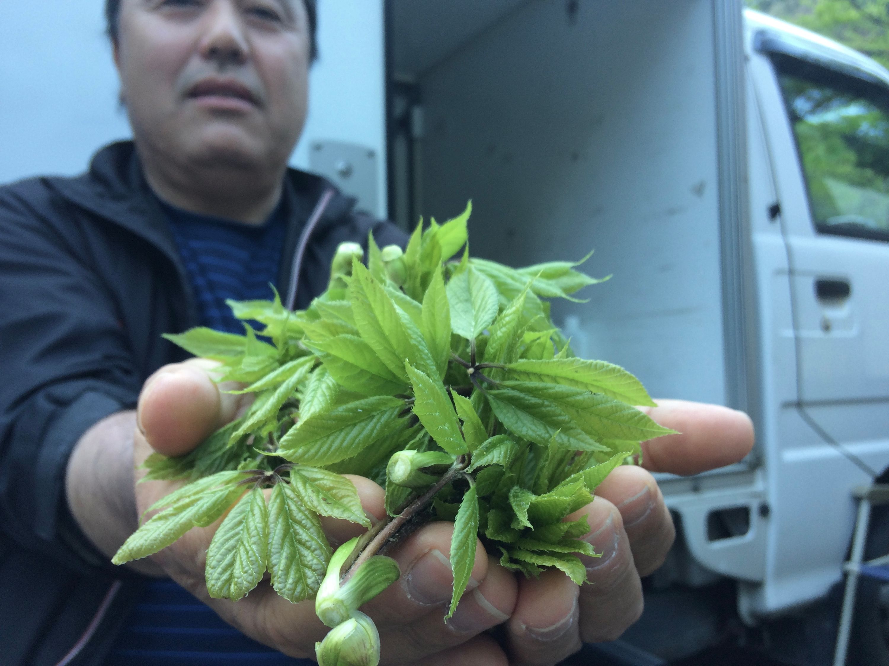 A man holds a handful of freshly picked mountain herbs into the camera.