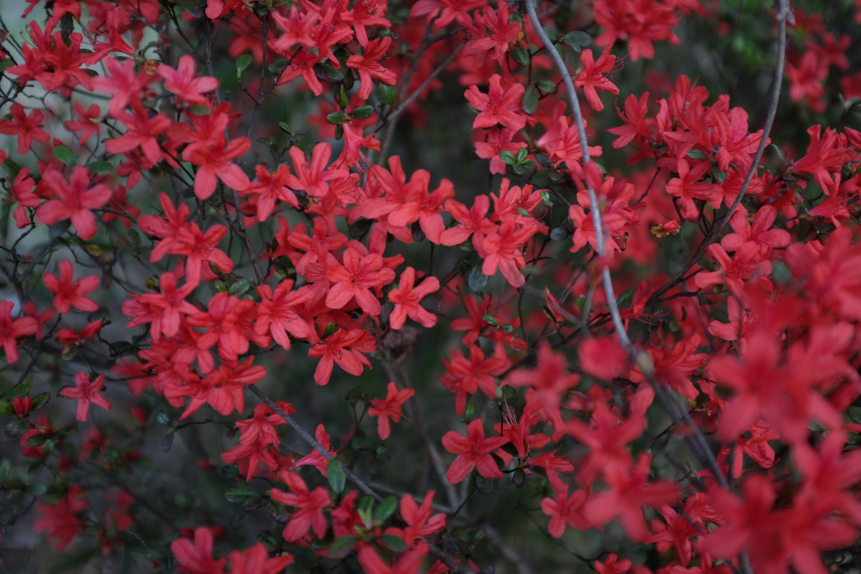 Closeup of bright red azalea flowers.