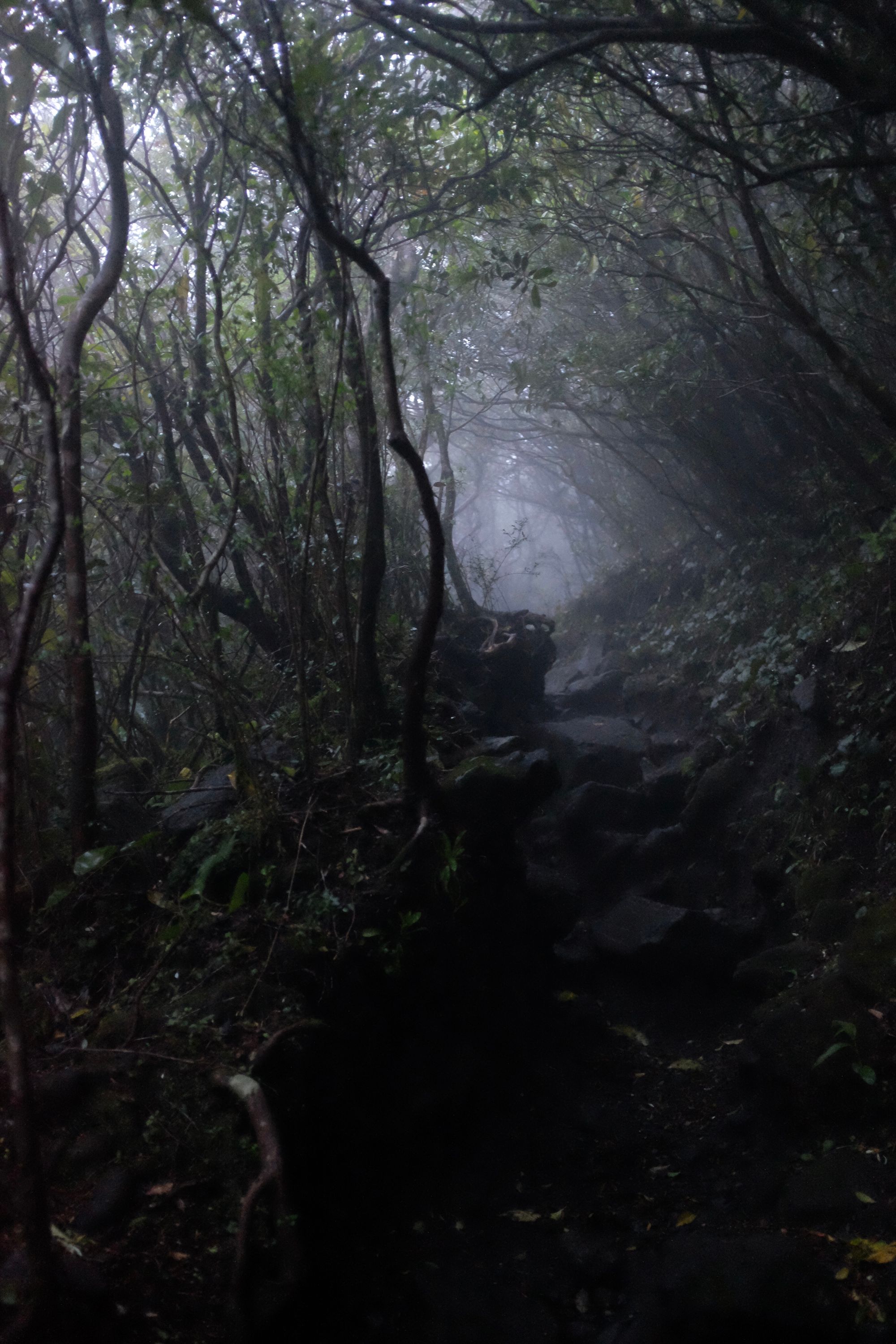 A rocky path in a gloomy, foggy forest.