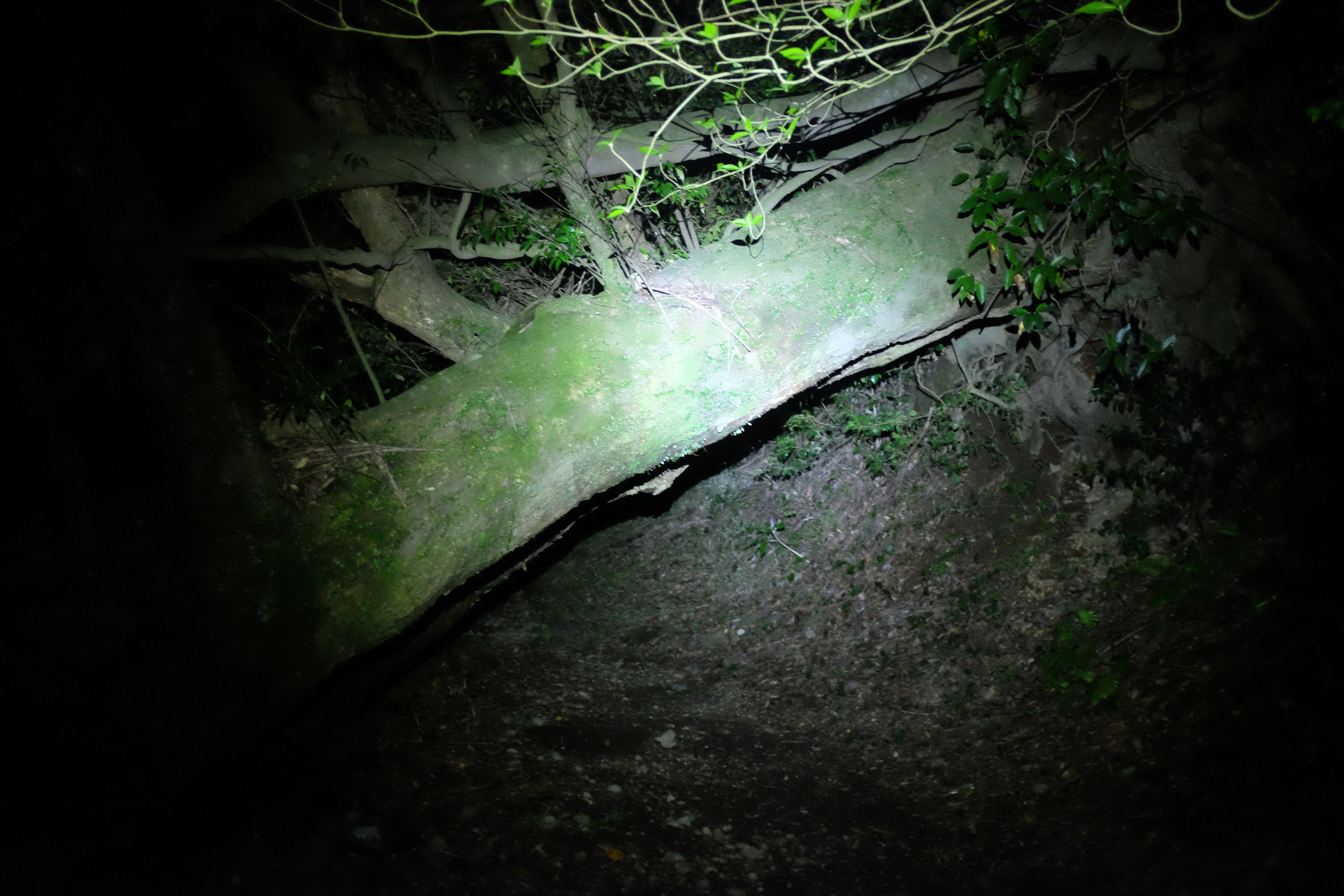 The trunk of a large fallen tree lit by a torch at night.