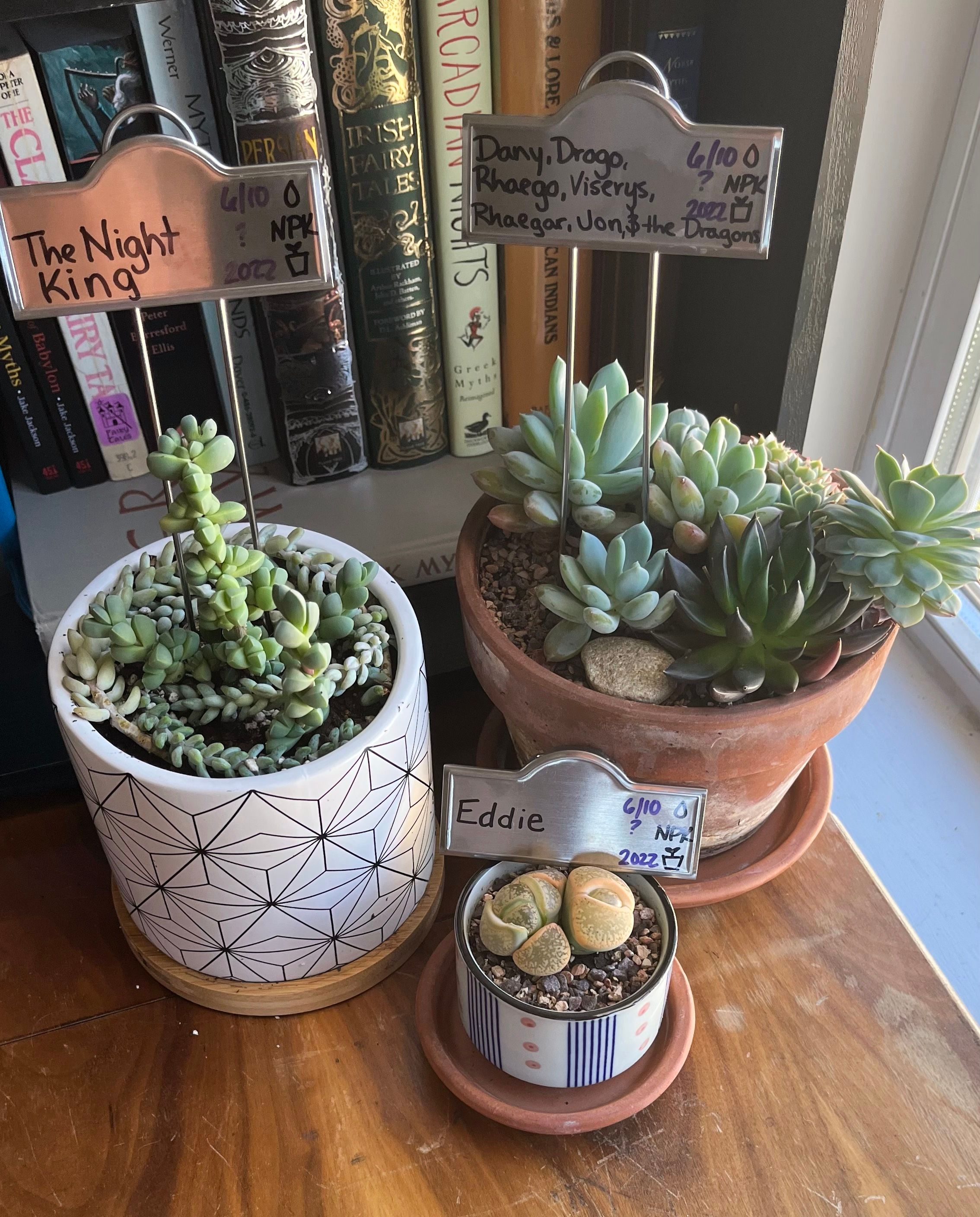 The Night King, an Ice Plant Succulent, Dany’s family of echeveria succulents, and Eddie, the living stone!