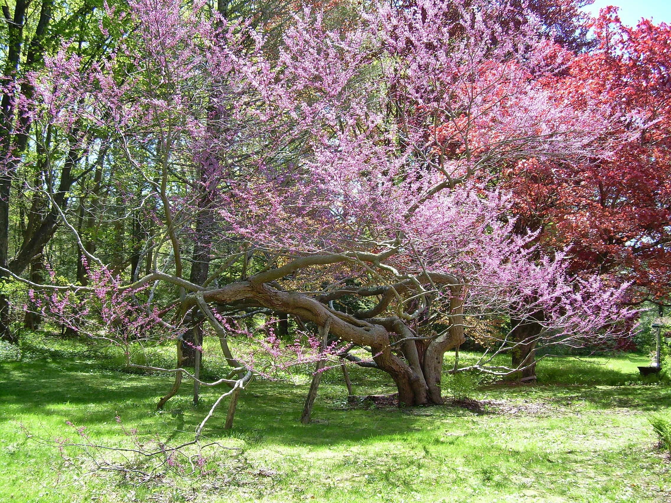 Redbud in early spring