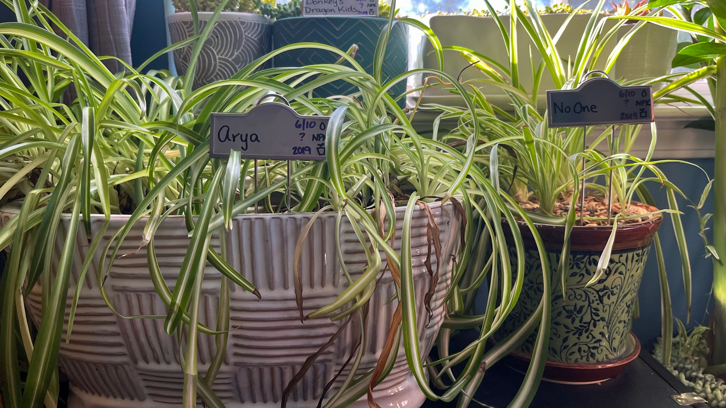 Arya & No One, Variegated Spider Plants
